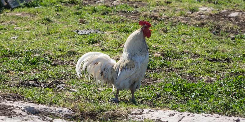 Estate in piena svolta: chi è dietro Chicken Road in Italia?, chicken road casino